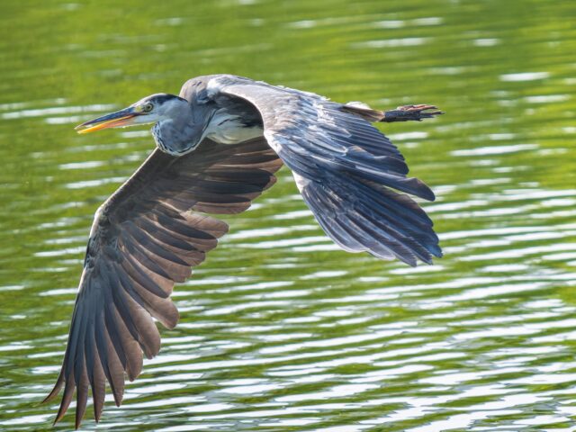 アオサギ　野鳥