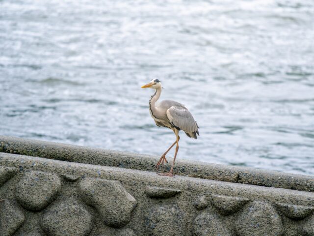 アオサギ　野鳥