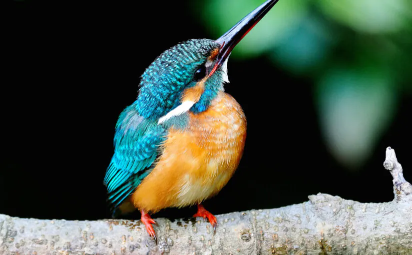 カワセミ　野鳥