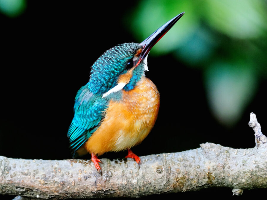カワセミ　野鳥