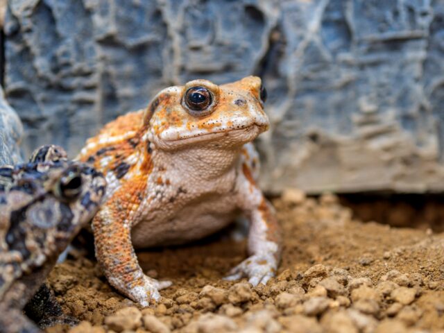 ミヤコヒキガエル
