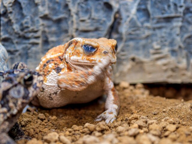 ミヤコヒキガエル