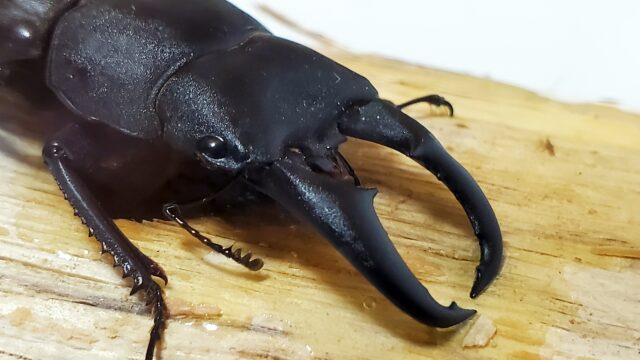 クワガタ