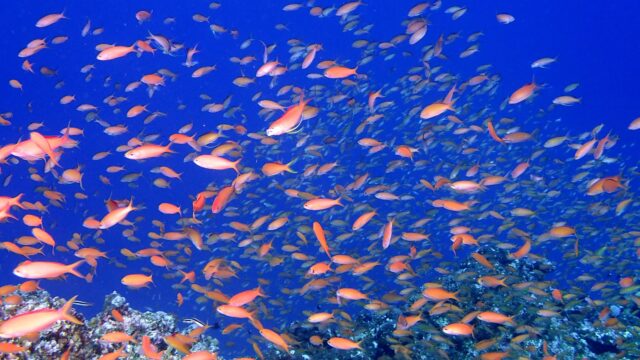 多良間島　ダイビング　マクロ