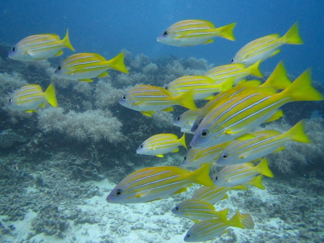 シーウォーク 海中散歩 熱帯魚