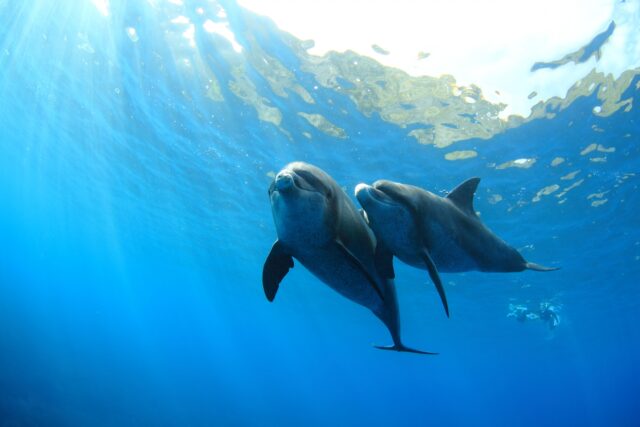 Dolphin, Dolphin, Dolphin