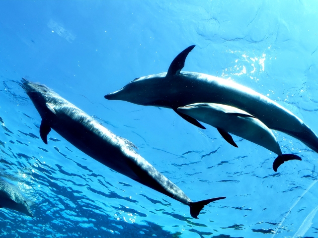 Dolphin, Dolphin, Dolphin