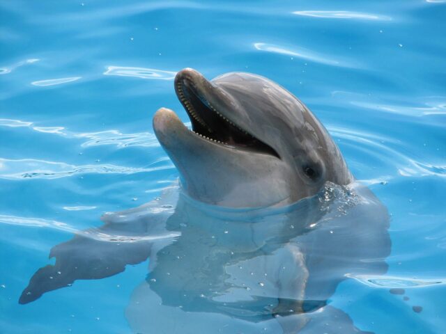 Dolphin, Dolphin, Dolphin