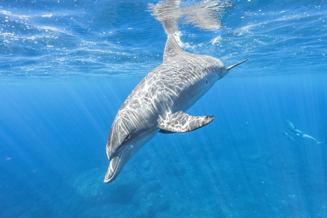 Dolphin, Dolphin, Dolphin
