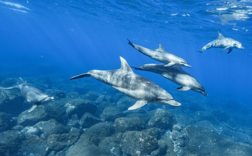 Dolphin, Dolphin, Dolphin