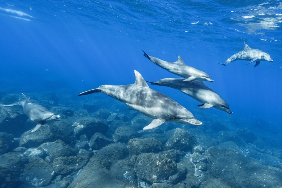 Dolphin, Dolphin, Dolphin