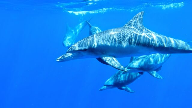 Dolphin, Dolphin, Dolphin