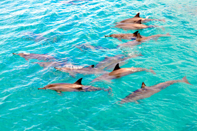 Dolphin, Dolphin, Dolphin