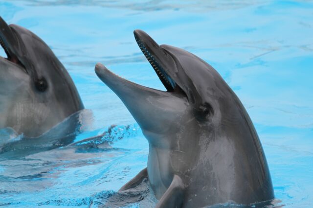 Dolphin, Dolphin, Dolphin