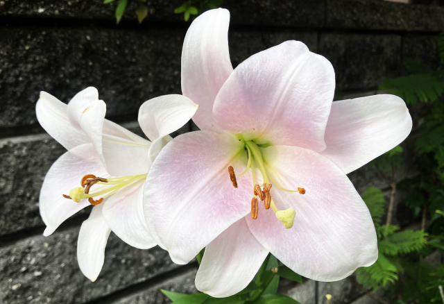 Trumpet Lily